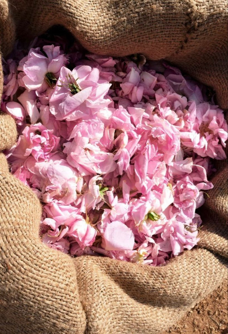 Rose from Pushkar, Rajasthan