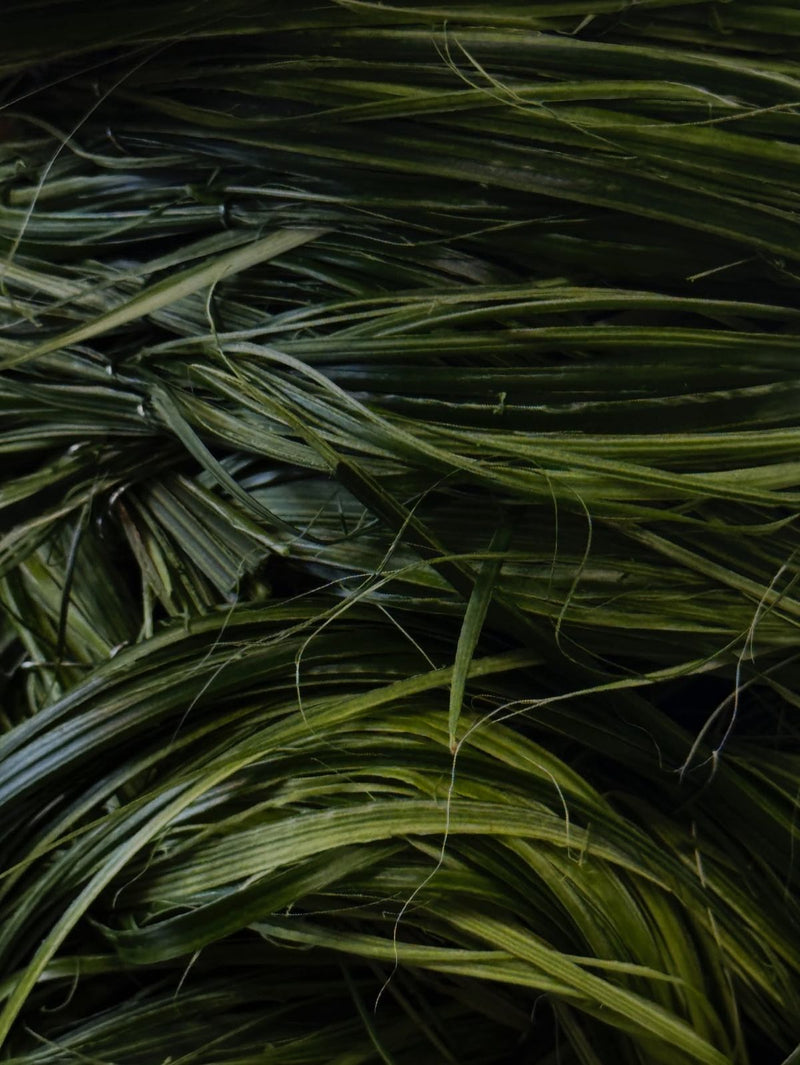 Vetiver from Bharatpur, Rajasthan